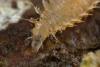 Fannia sp.